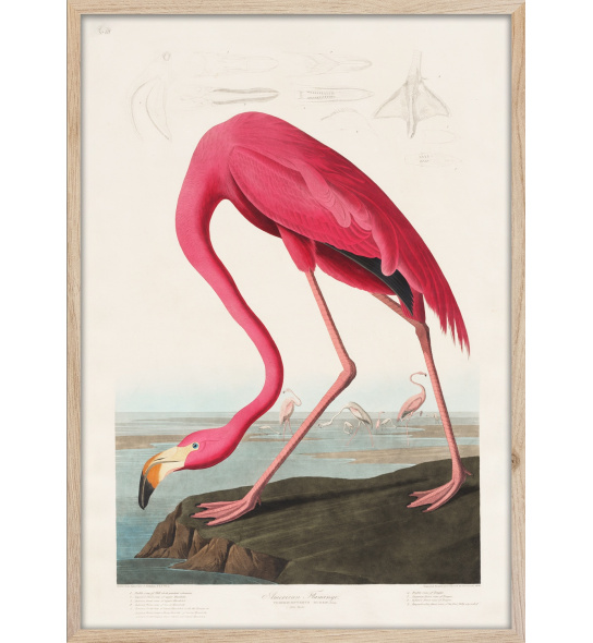 Obraz framepic Flamingo 50x70 cm