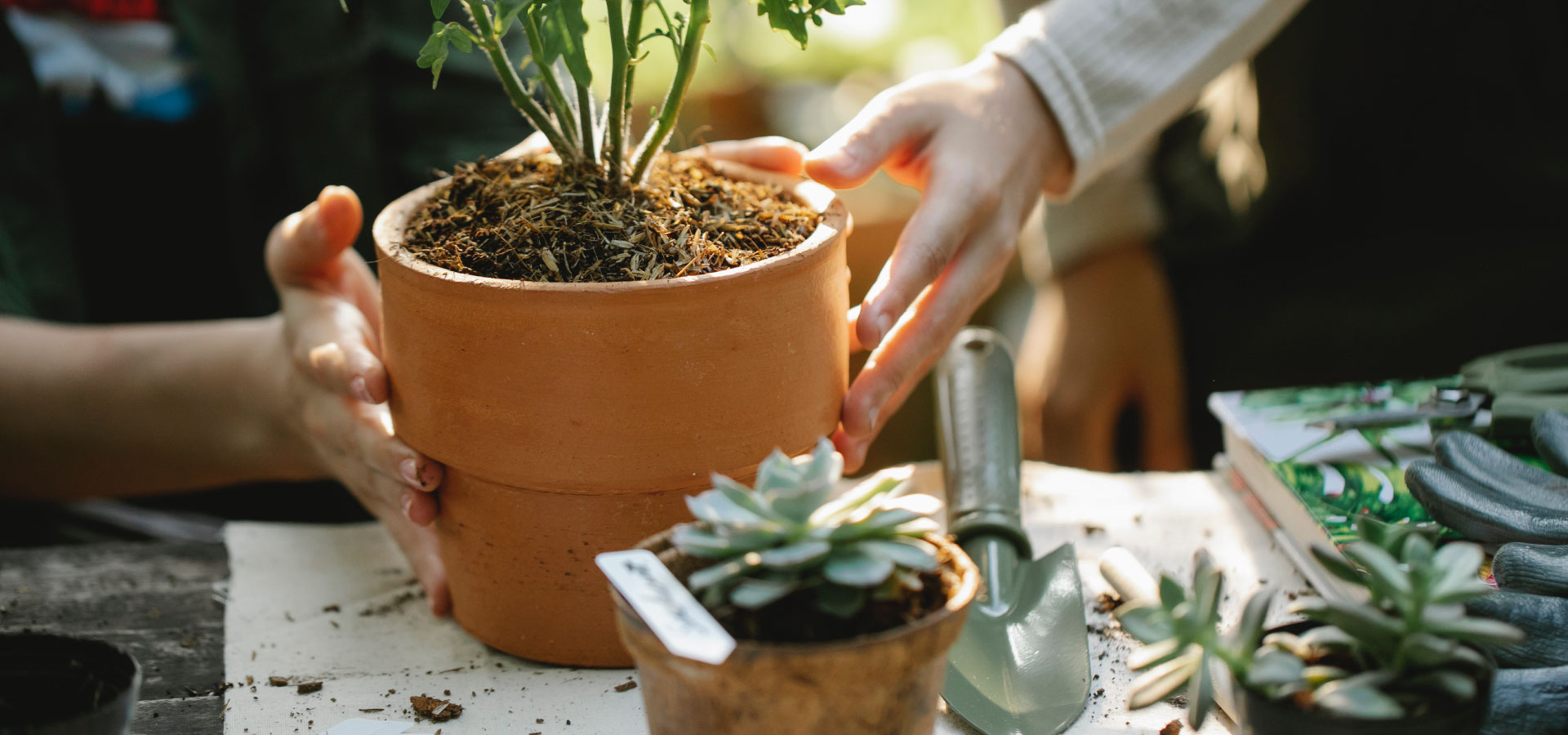 Ceramiczna doniczka z zasadzoną rośliną, wokół kwiaty i inne sadzonki oraz akcesoria do sadzenia.