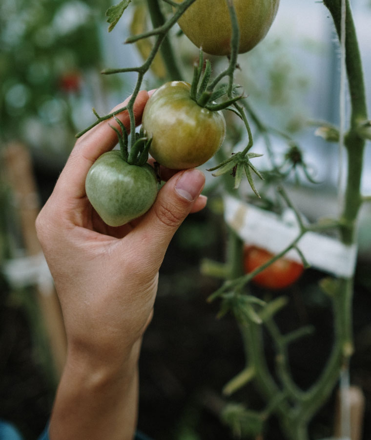 Zbliżenie na uprawę pomidorów w szklarni.