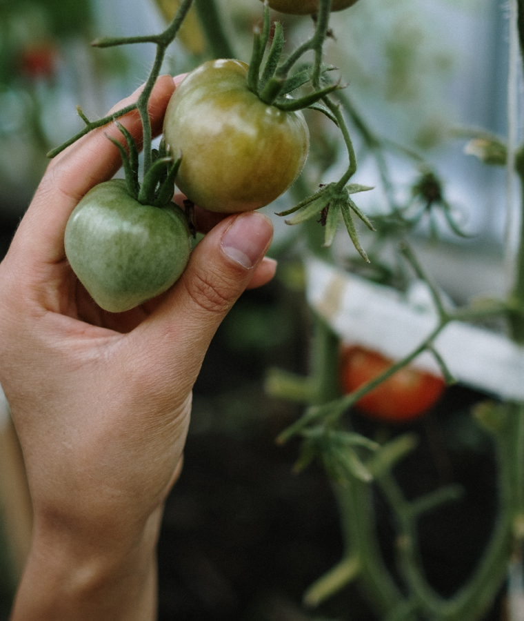 Ręka sięgająca po pomidory wiszące jeszcze na roślinie.